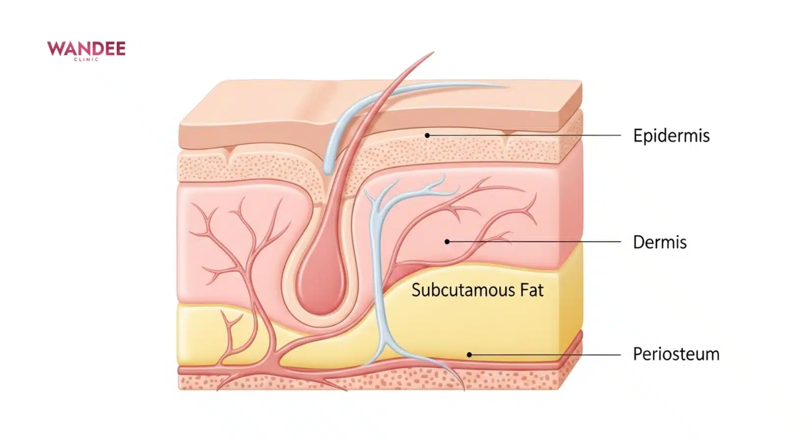 ภาพแผนผังชั้นผิวหน้าแบบเรียบหรู แสดงชั้นผิว ชั้นไขมัน และชั้นใกล้กระดูก